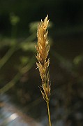 Anthoxanthum odoratum