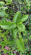 Aronia x prunifolia