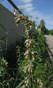 Artemisia vulgaris subsp. vulgaris