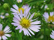 Aster novi-belgii