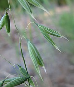 Avena sativa