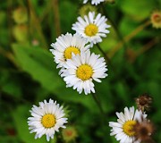 Bellis perennis
