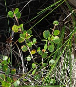 Betula nana