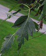Betula pendula forma crispa