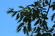 Betula pendula forma dalecarlica