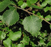 Betula pubescens