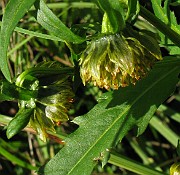 Bidens cernua