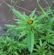 Bidens radiata