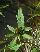Bidens tripartita
