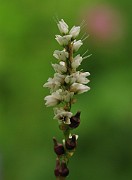 Bistorta vivipara