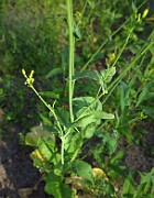 Brassica rapa sl