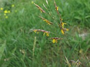 Bromopsis inermis