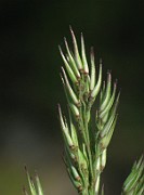 Calamagrostis epigejos