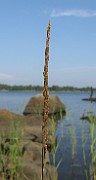Calamagrostis stricta