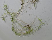 Callitriche hermaphroditica