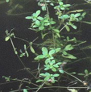 Callitriche palustris