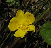 Caltha palustris subsp. palustris