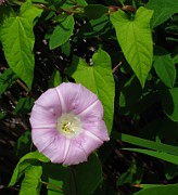 Calystegia pulchra