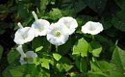 Calystegia sepium