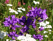 Campanula glomerata subsp. glomerata