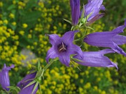 Campanula latifolia