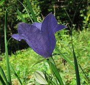 Campanula persicifolia