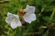 Campanula persicifolia forma albiflora