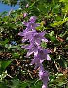 Campanula rapunculoides
