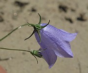 Campanula rotundifolia