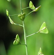Capsella bursa-pastoris