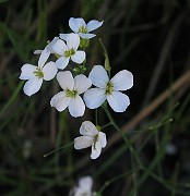 Cardaminopsis arenosa