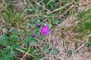 Carduus crispus