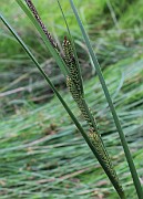 Carex aquatilis
