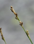 Carex brunnescens