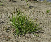 Carex cespitosa