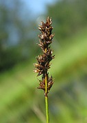 Carex diandra