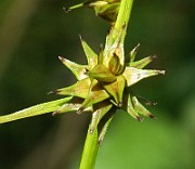 Carex echinata