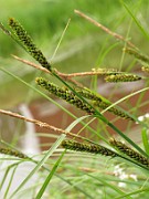 Carex elata