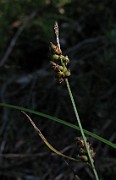 Carex globularis