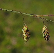 Carex limosa