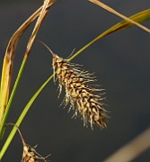 Carex paleacea