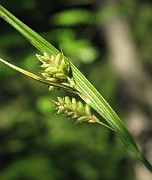 Carex pallescens