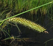Carex rhynchophysa