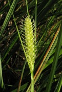 Carex rostrata