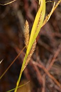 Carex x recta 2
