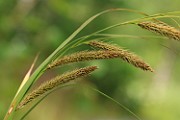 Carex x recta