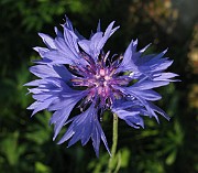 Centaurea cyanus