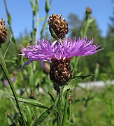 Centaurea jacea