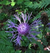 Centaurea phrygia