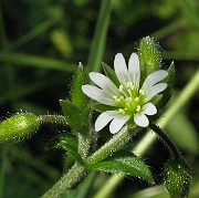 Cerastium fontanum subsp. vulgare